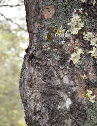 Fuscospora cliffortioides: bark of a mature tree.
 Image: K.A. Ford © Landcare Research 2015 CC BY 3.0 NZ